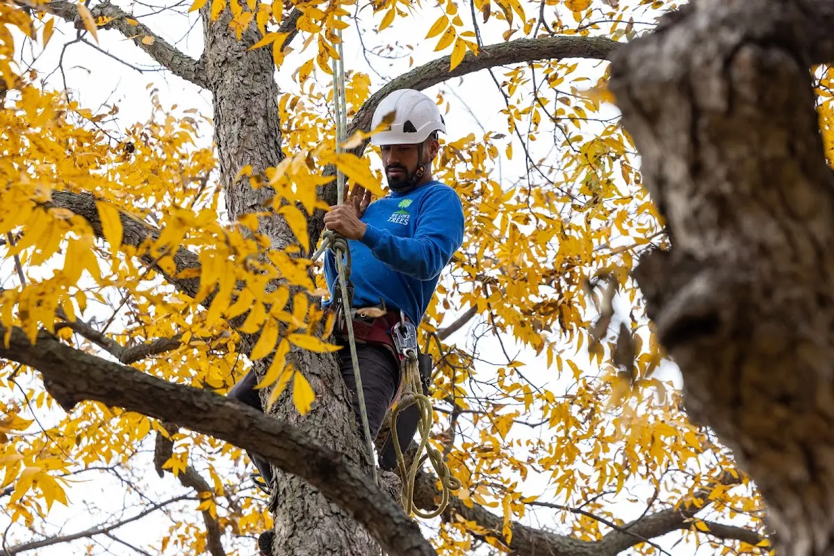Skilled Tree Transplanting crew working in East Andover