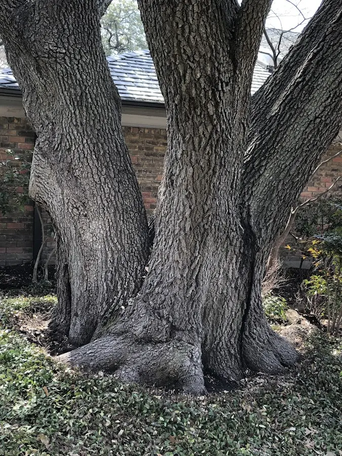 Mature heritage tree close to a East Andover property cared for by certified arborists